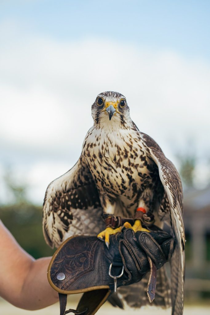 A Saker Falcon trained for Falconry - Compagnie Hippogriffe.jpg