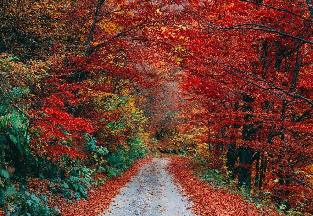 Why You Should Walk the Dingle Way This Autumn