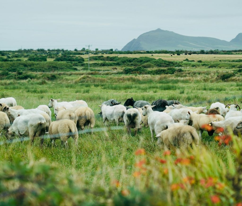 Why Visiting a Working Sheep Farm Is Ireland's Warmest Welcome