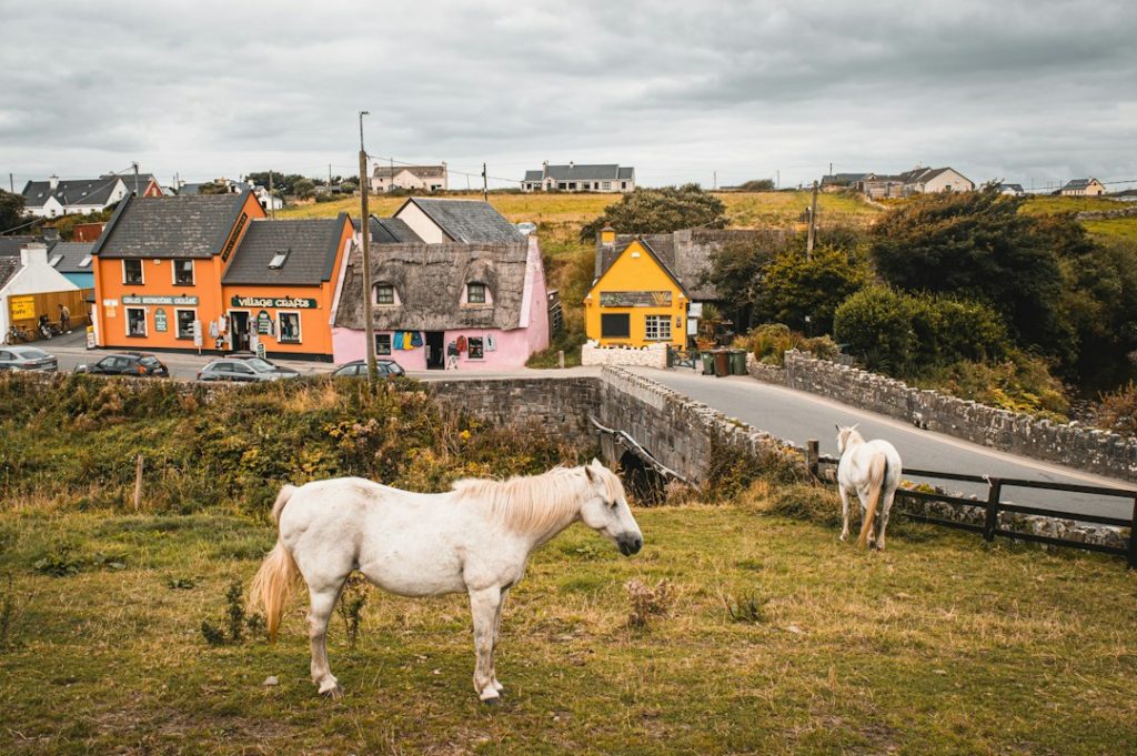 Two white horses in a field with colorful village buildings